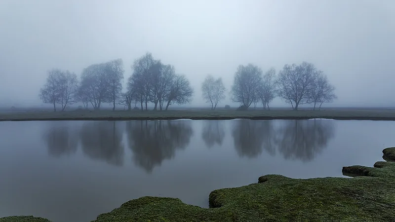 Fog in the New Forest