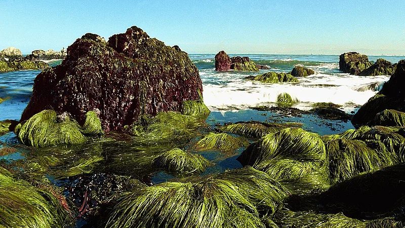 Seaweed Rocks2 wiki