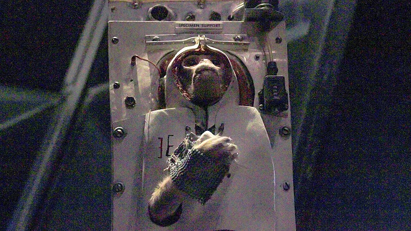 Monkey, Able Apollo mission to the moon
