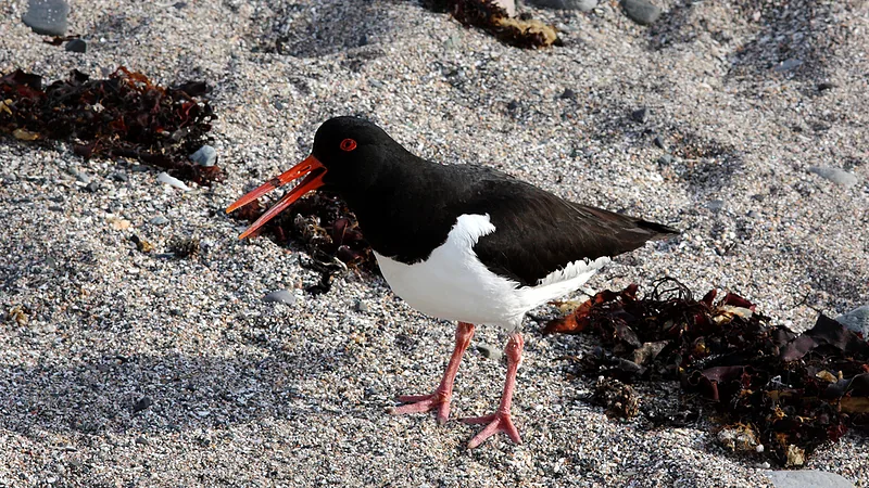 Haematopus ostralegus -Jersey, British Crown Dependency-8 (1)