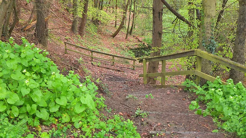Steps down to the Gore Water - geograph.org.uk - 7765871