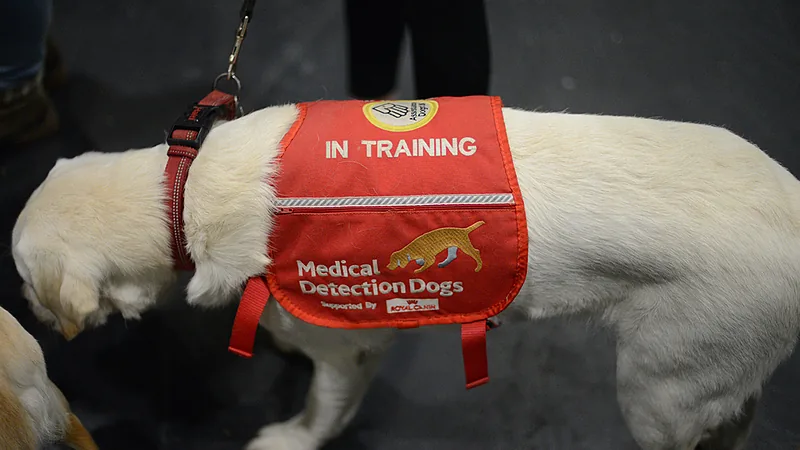 Simon king Discover Dogs 2021 London medical detection dog in training harness